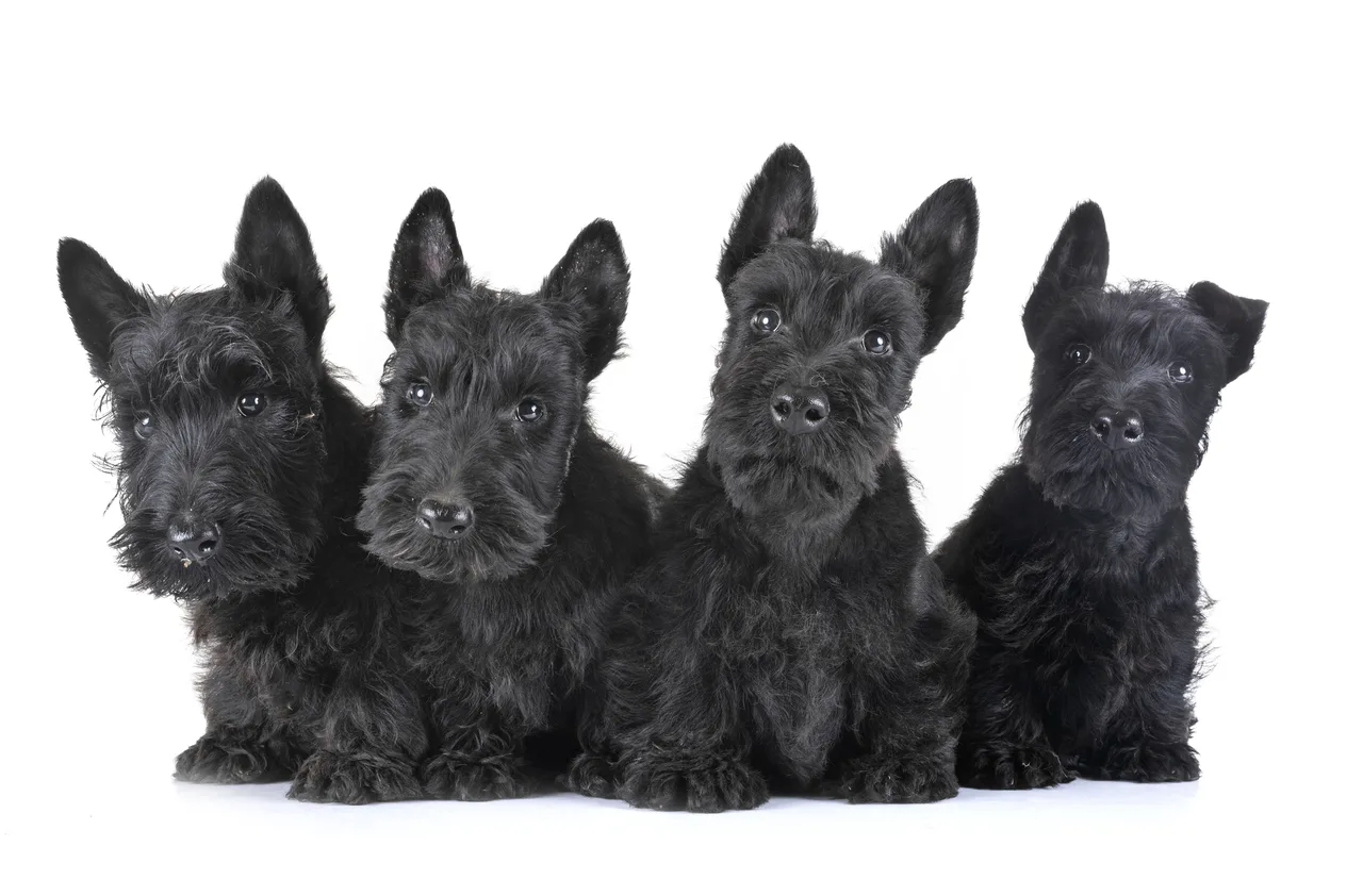 Photo de Terrier écossais