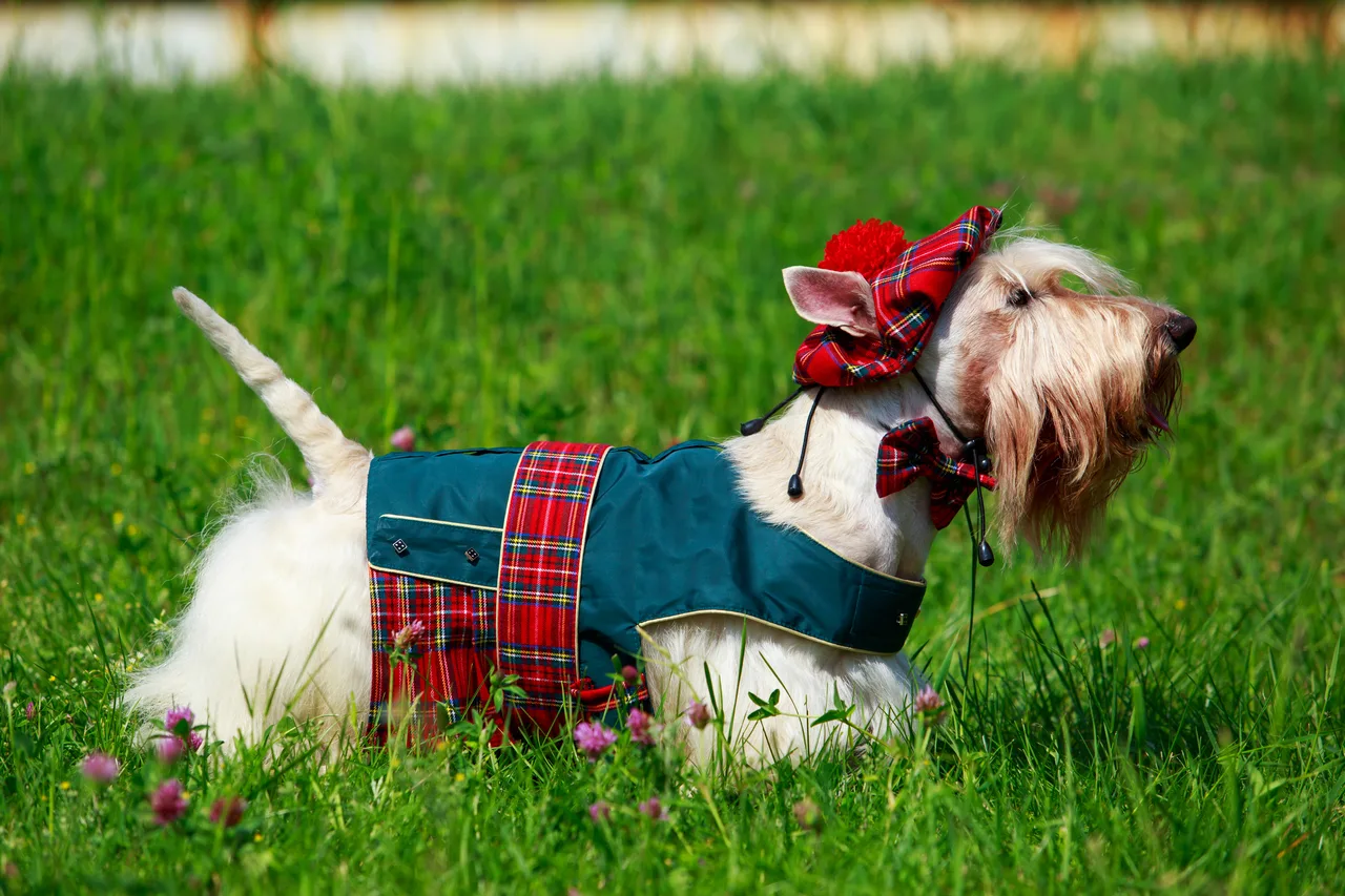 Photo de Terrier écossais