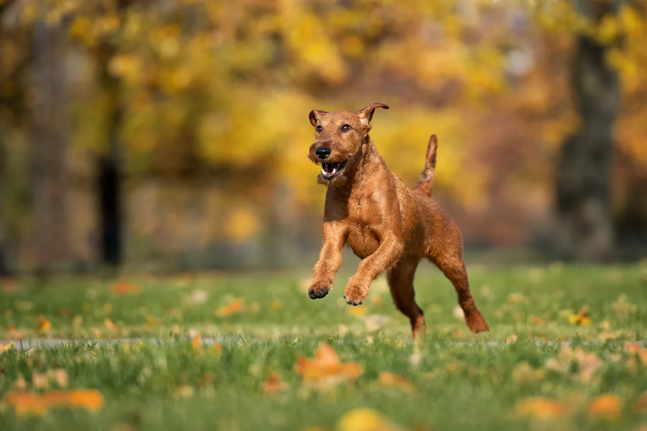 Photo de Terrier irlandais