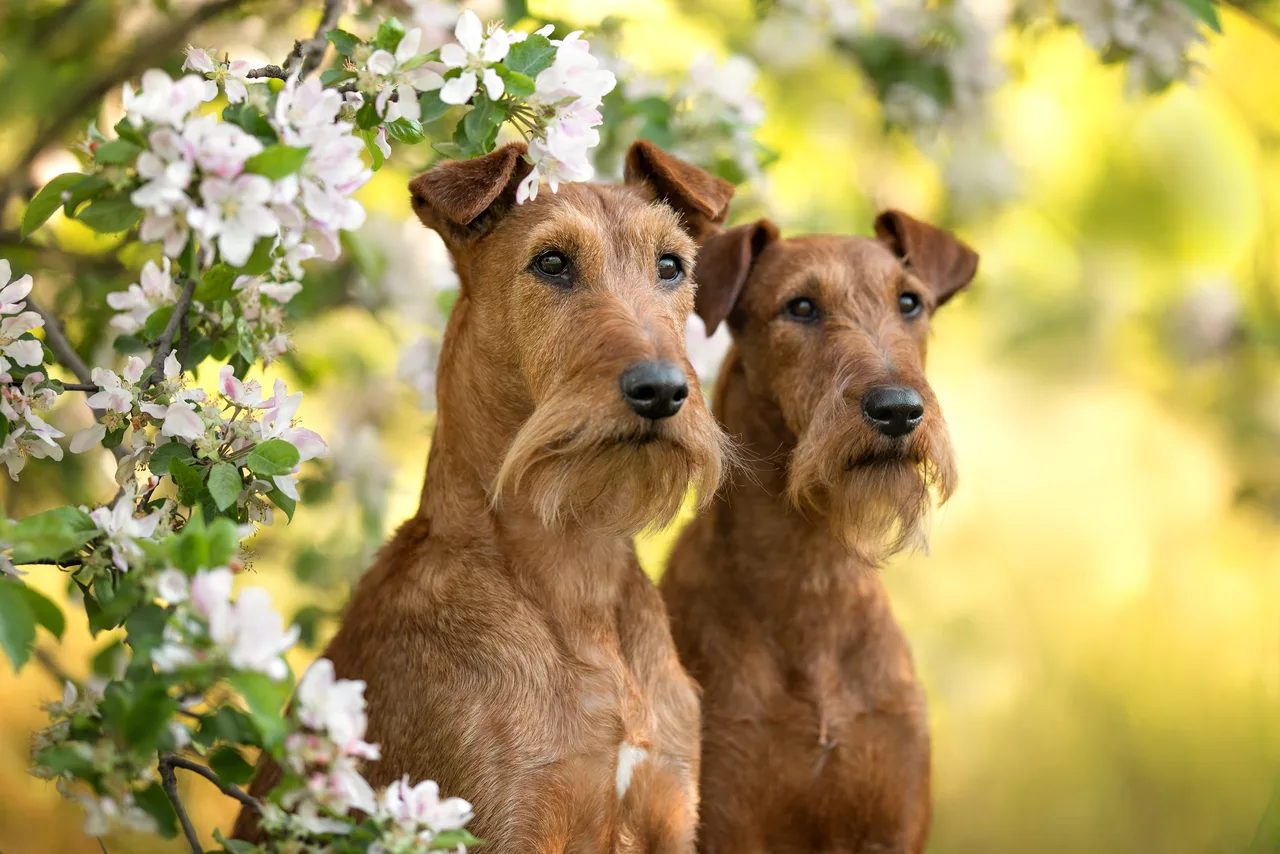 Photo de Terrier irlandais