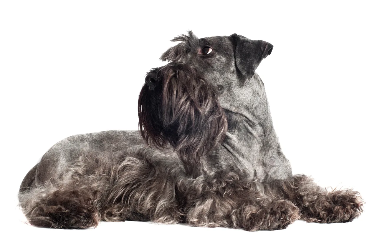 Photo de Terrier tchèque