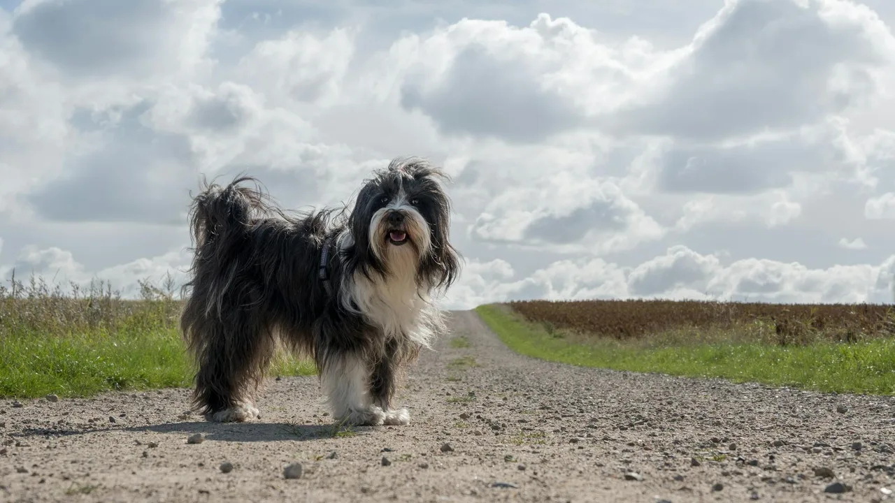 Photo de Terrier tibétain