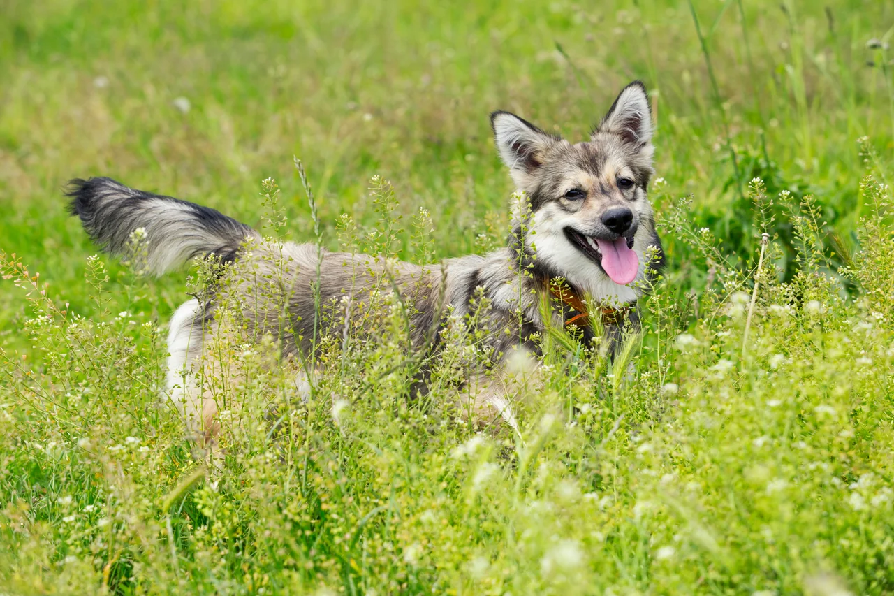 Photo de Vallhund suédois