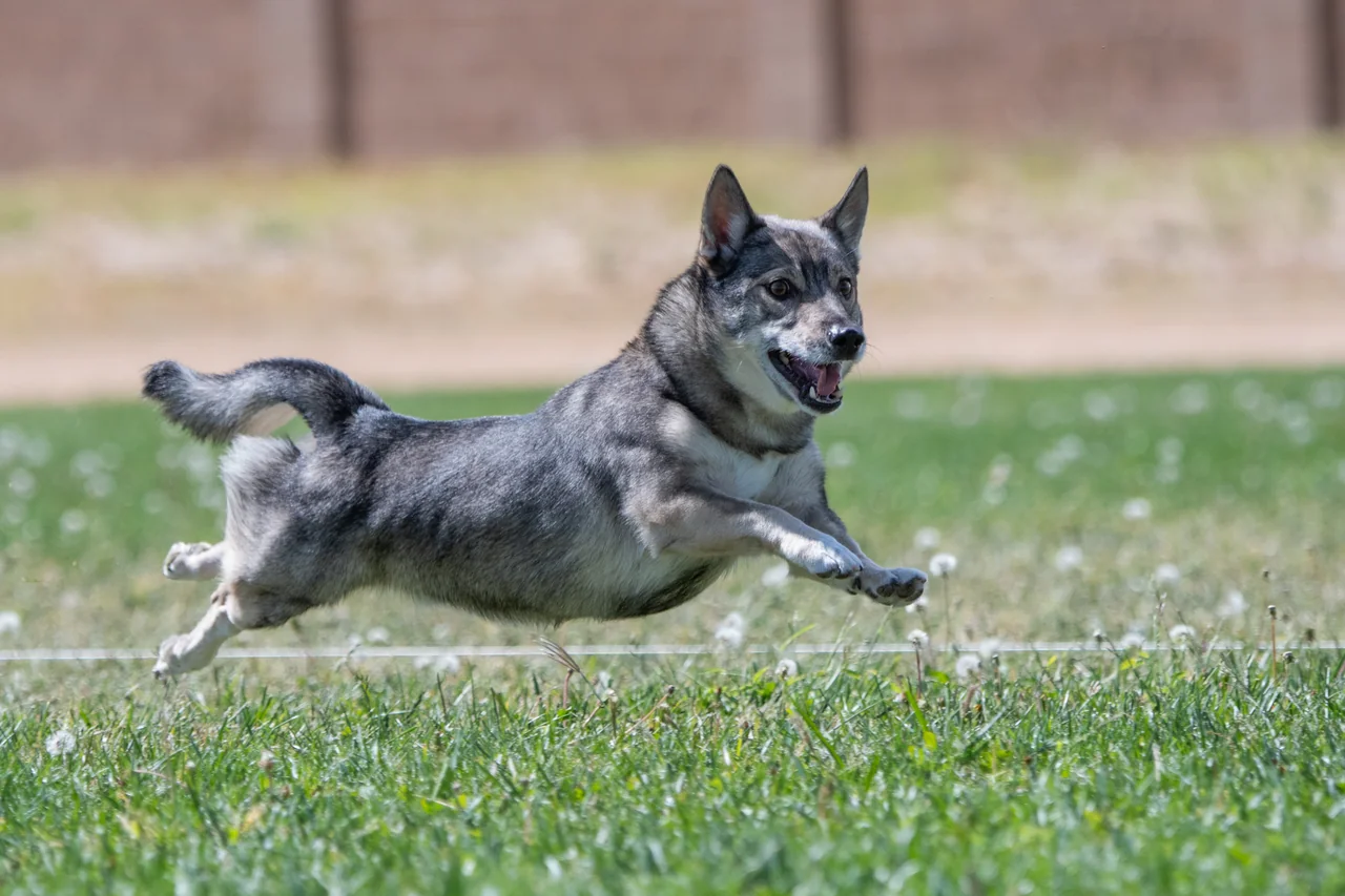 Photo de Vallhund suédois
