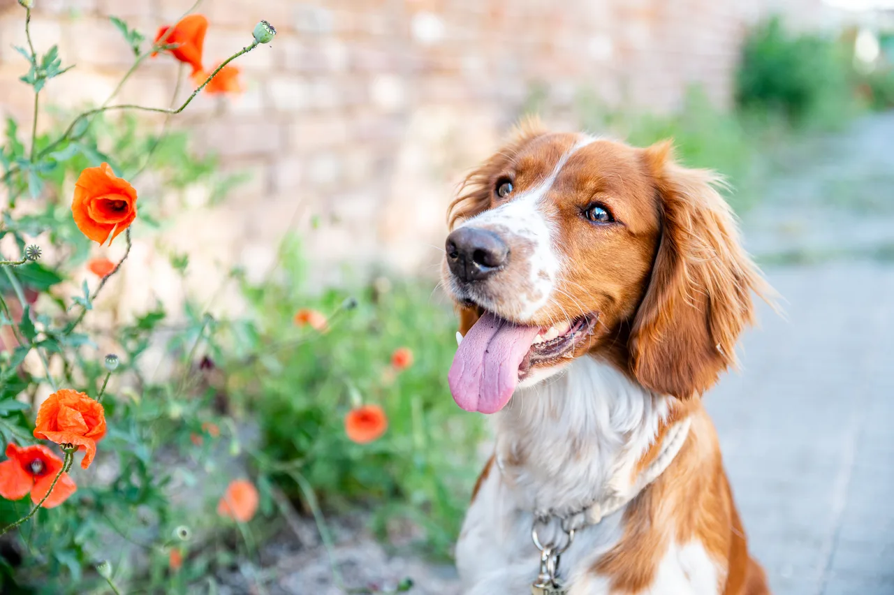 Photo de Welsh Springer Spaniel