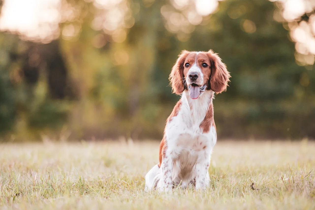 Photo de Welsh Springer Spaniel