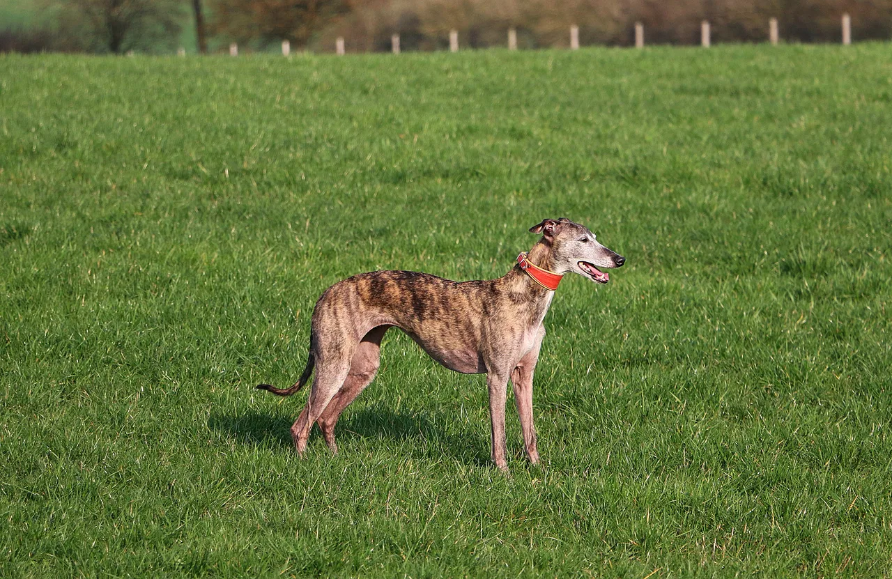 Photo de Whippet