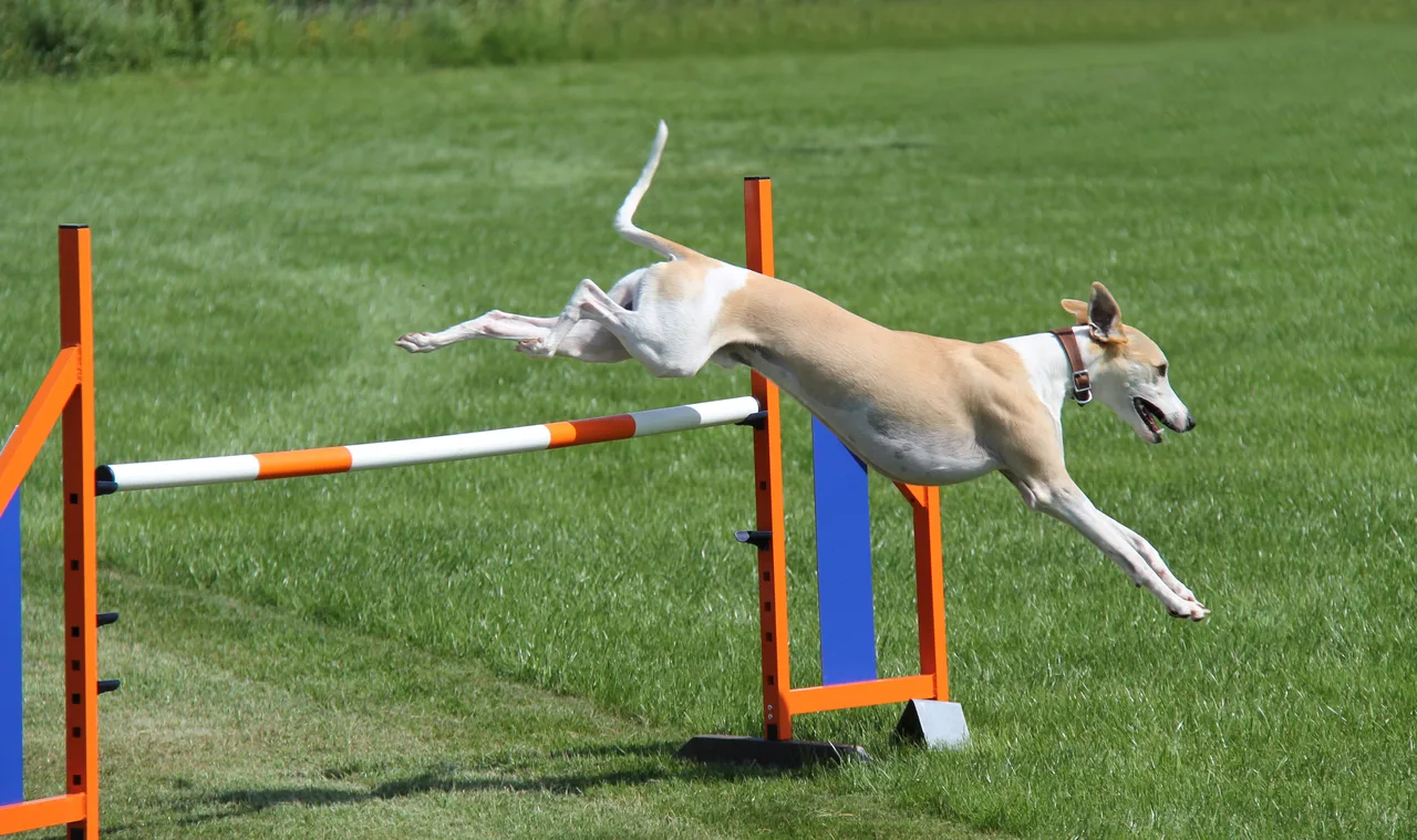 Photo de Whippet