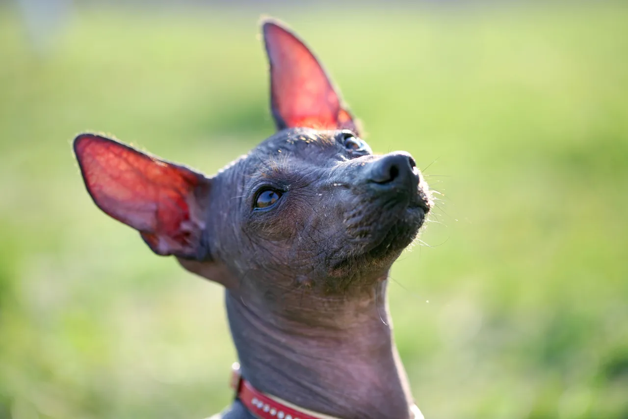 Photo de Xoloitzcuintle