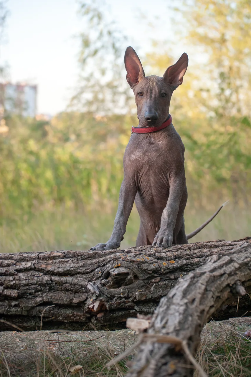 Photo de Xoloitzcuintle