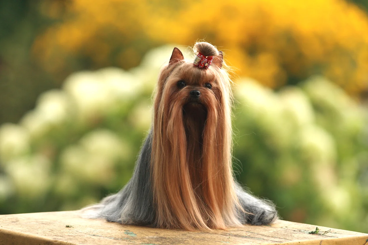 Photo de Yorkshire Terrier