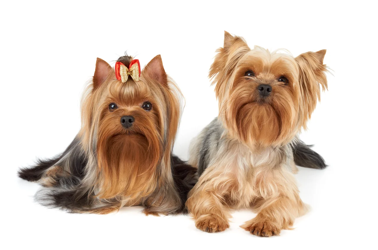 Photo de Yorkshire Terrier