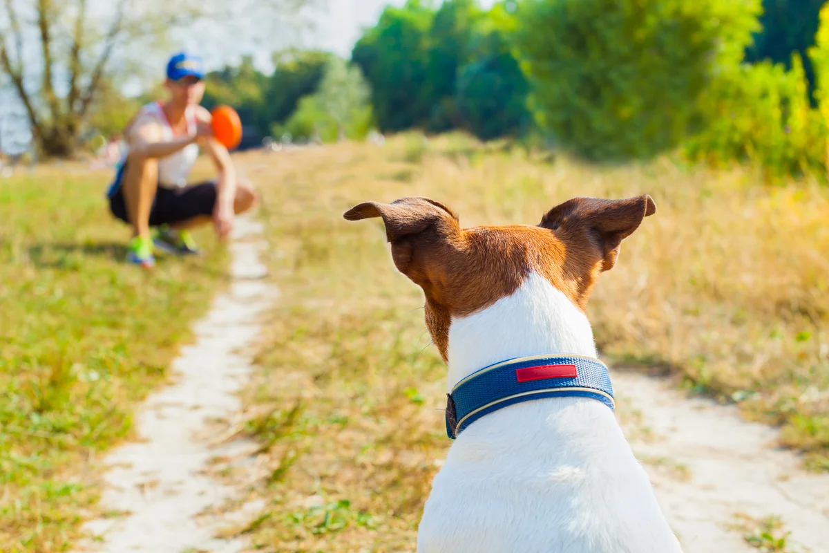 Un Jack Russell attend le signal de rappel de sa propriétaire