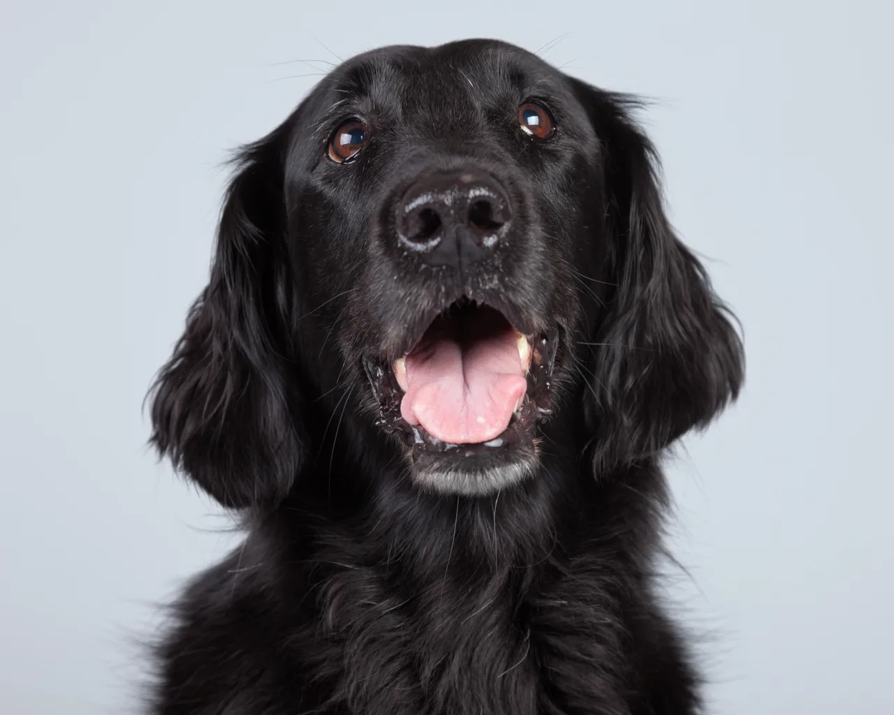 Un Retriever à poil plat noir debout à l'extérieur