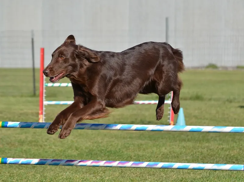Retriever à poil plat
