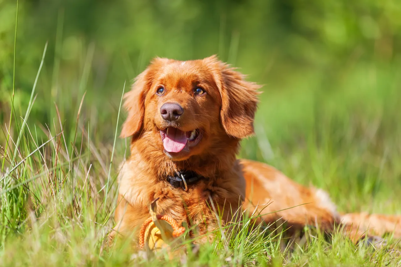 Un Retriever de la Nouvelle-Écosse à l'extérieur