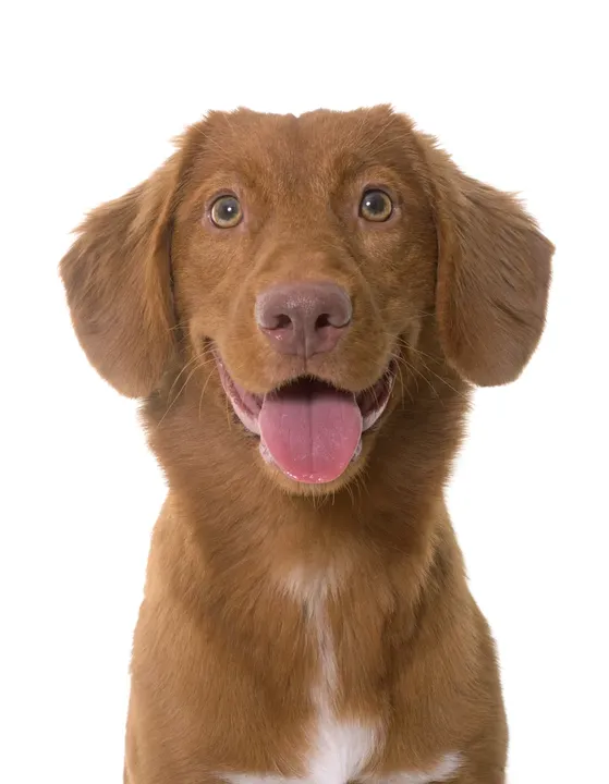Retriever de la Nouvelle-Écosse