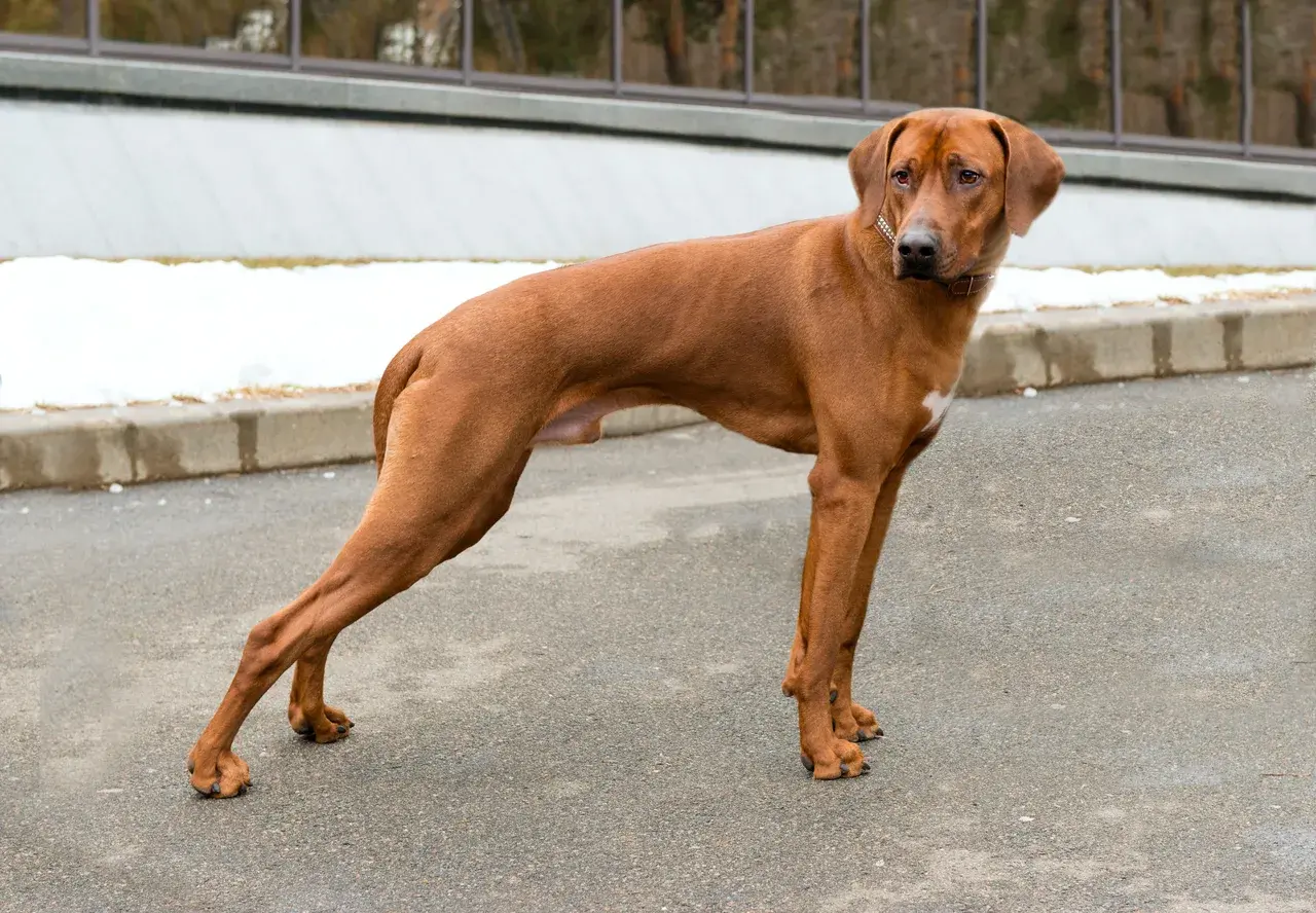 Un Rhodesian Ridgeback à l'extérieur