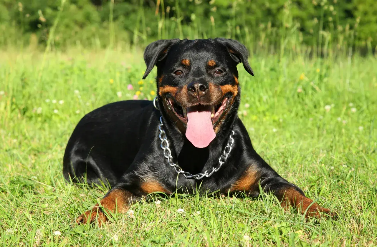 Un Rottweiler