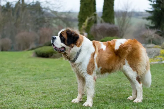 Saint-Bernard