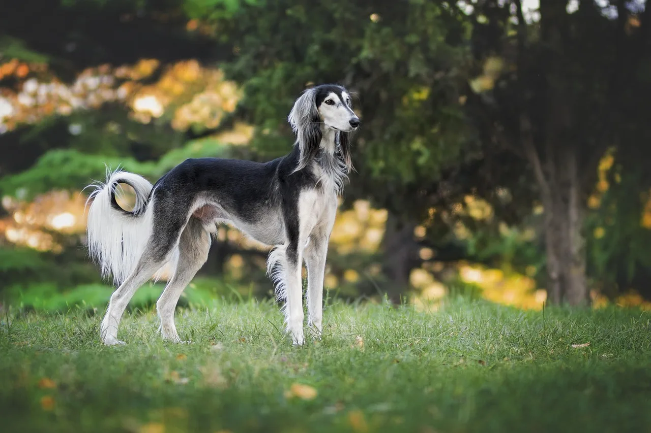 Un Saluki à l'extérieur