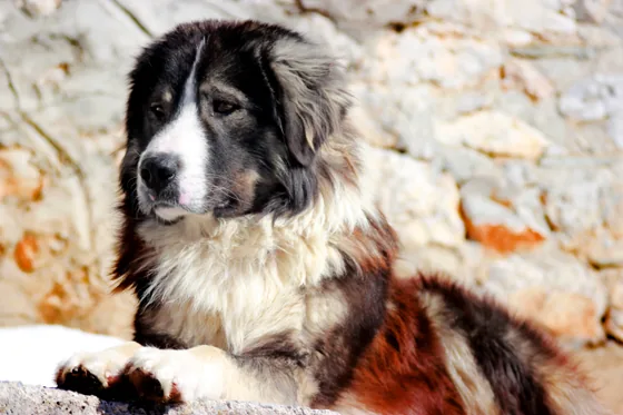 Šarplaninac