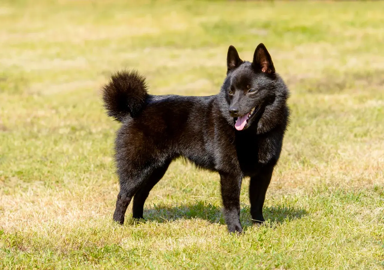 Un Schipperke à l'extérieur