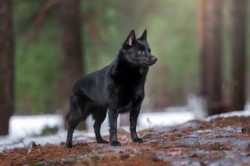 Schipperke