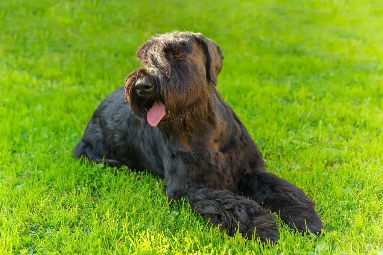 Un Schnauzer géant à l'extérieur