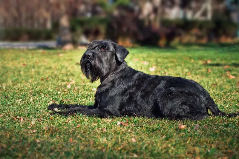 Schnauzer géant
