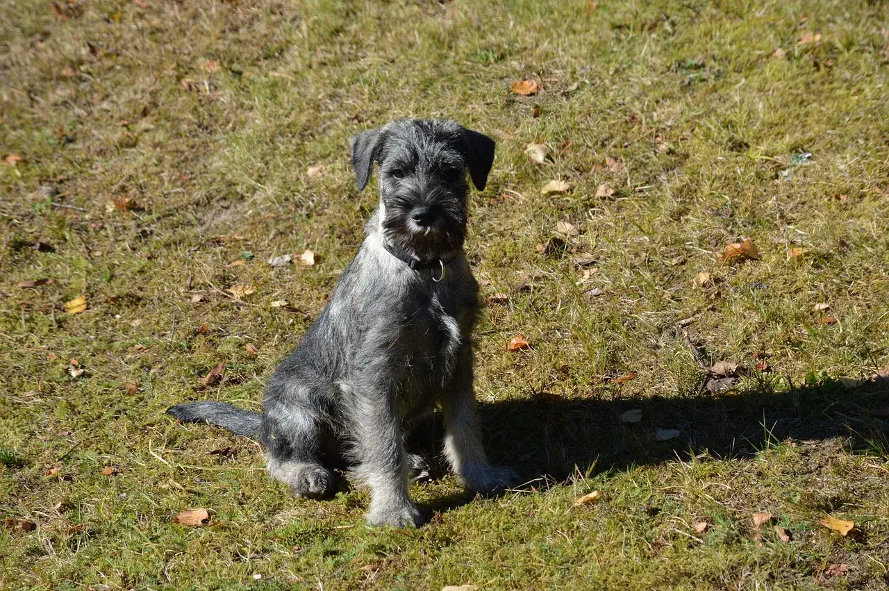 Un Schnauzer moyen à l'extérieur