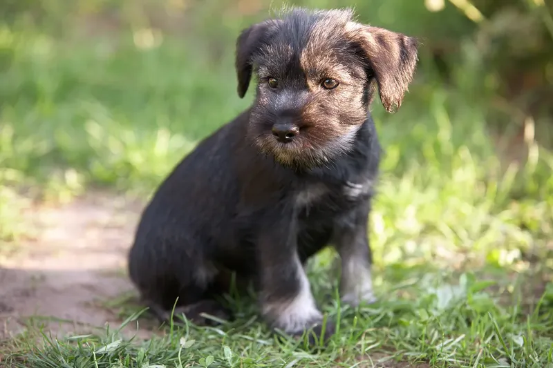 Schnauzer moyen
