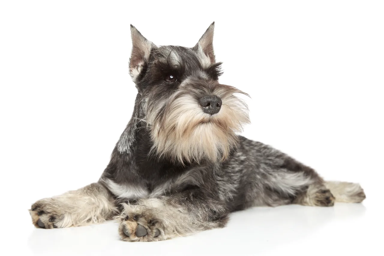 Un Schnauzer nain à l'extérieur
