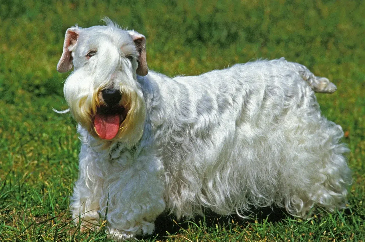 Un Sealyham Terrier à l'extérieur