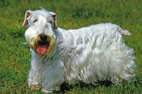 Sealyham Terrier