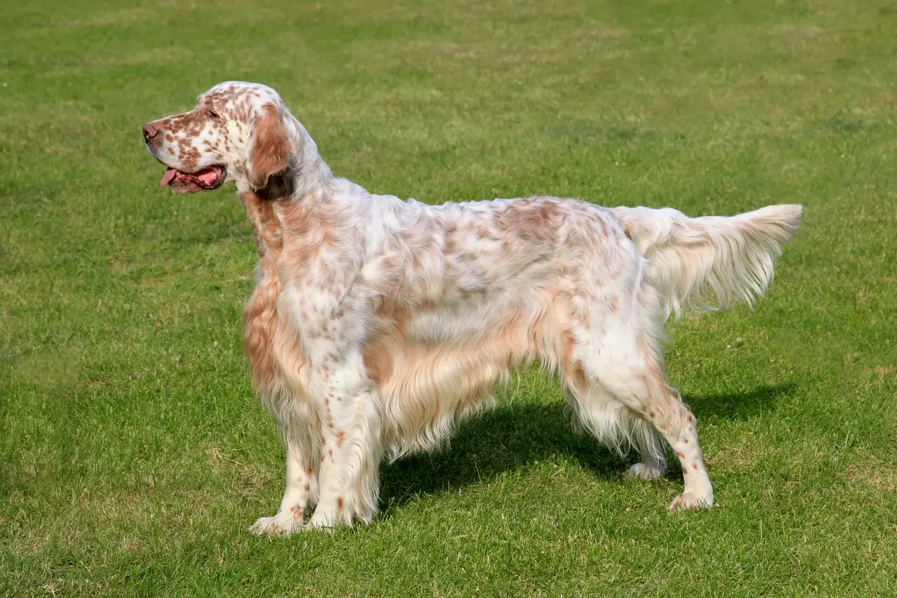 Un Setter anglais moucheté debout à l'extérieur