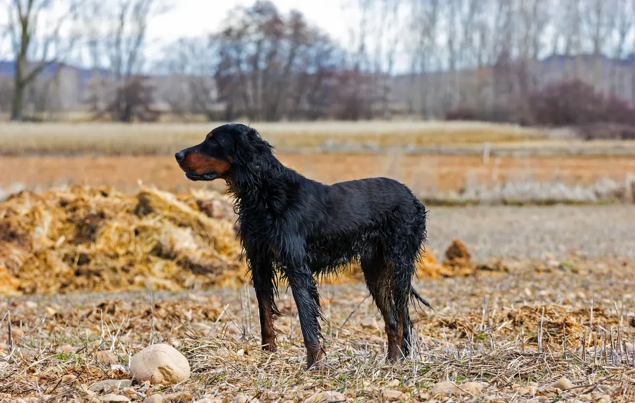 Un Setter Gordon à l'extérieur