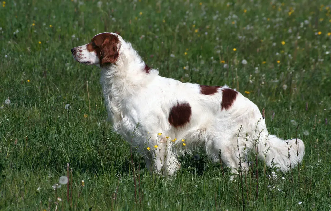 Un Setter irlandais rouge et blanc à l'extérieur