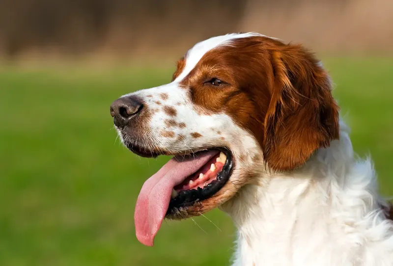 Setter irlandais rouge et blanc