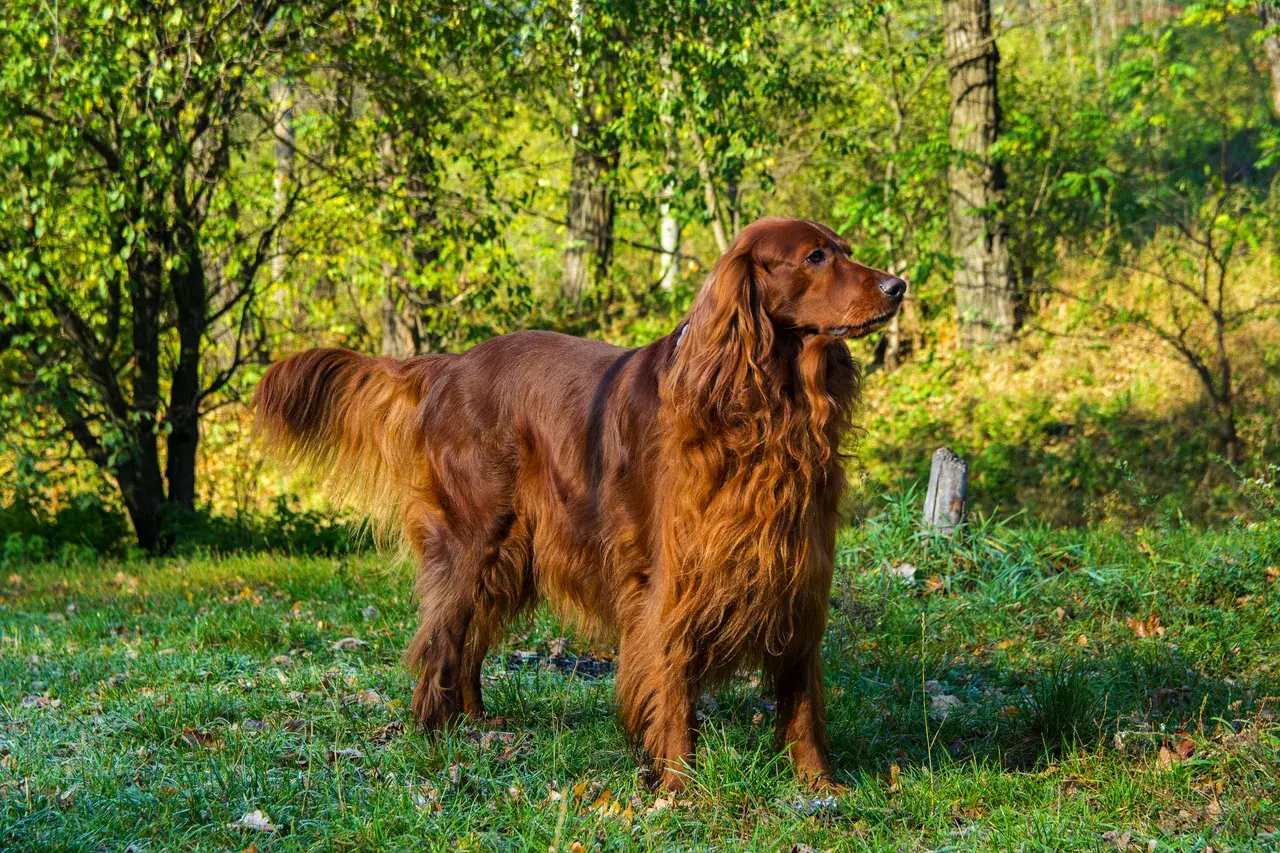 Un Setter irlandais rouge à la robe acajou debout à l'extérieur