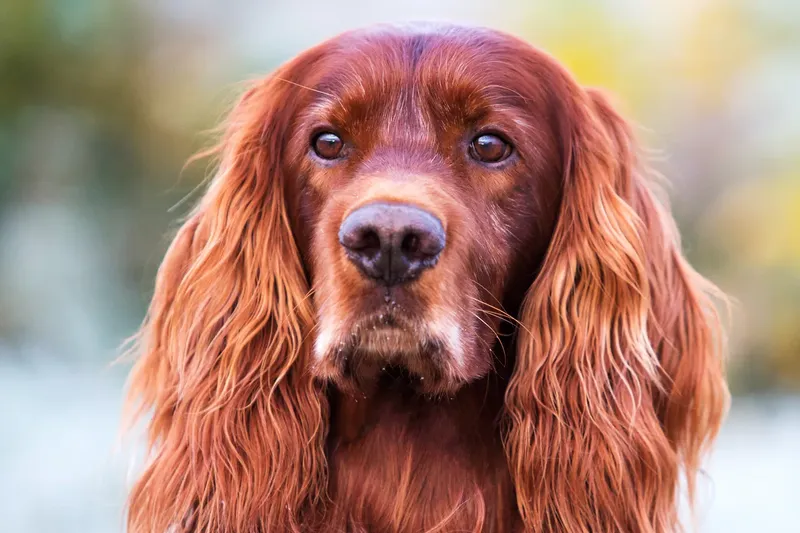 Setter irlandais rouge