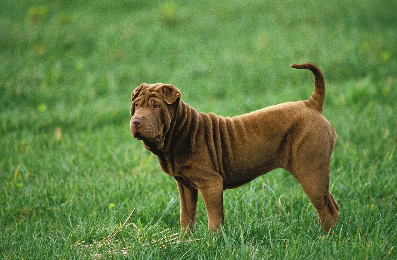 Un Shar Pei à l'extérieur