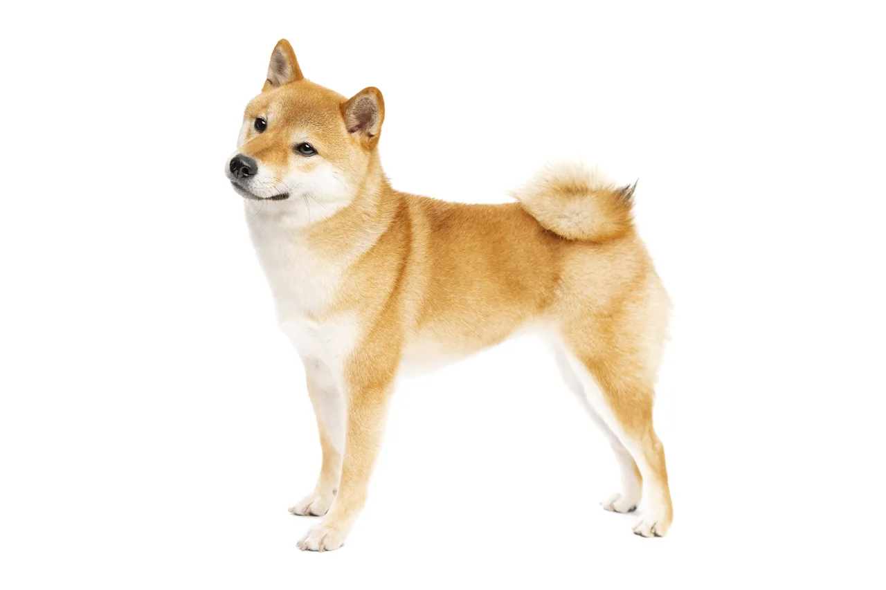Un Shiba Inu