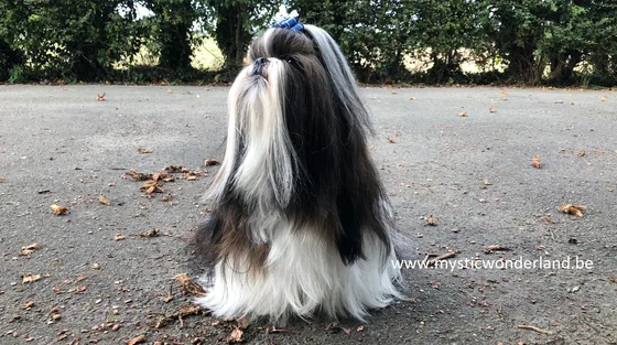Shih Tzu