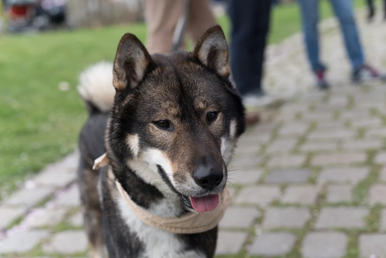 Un Shikoku à l'extérieur
