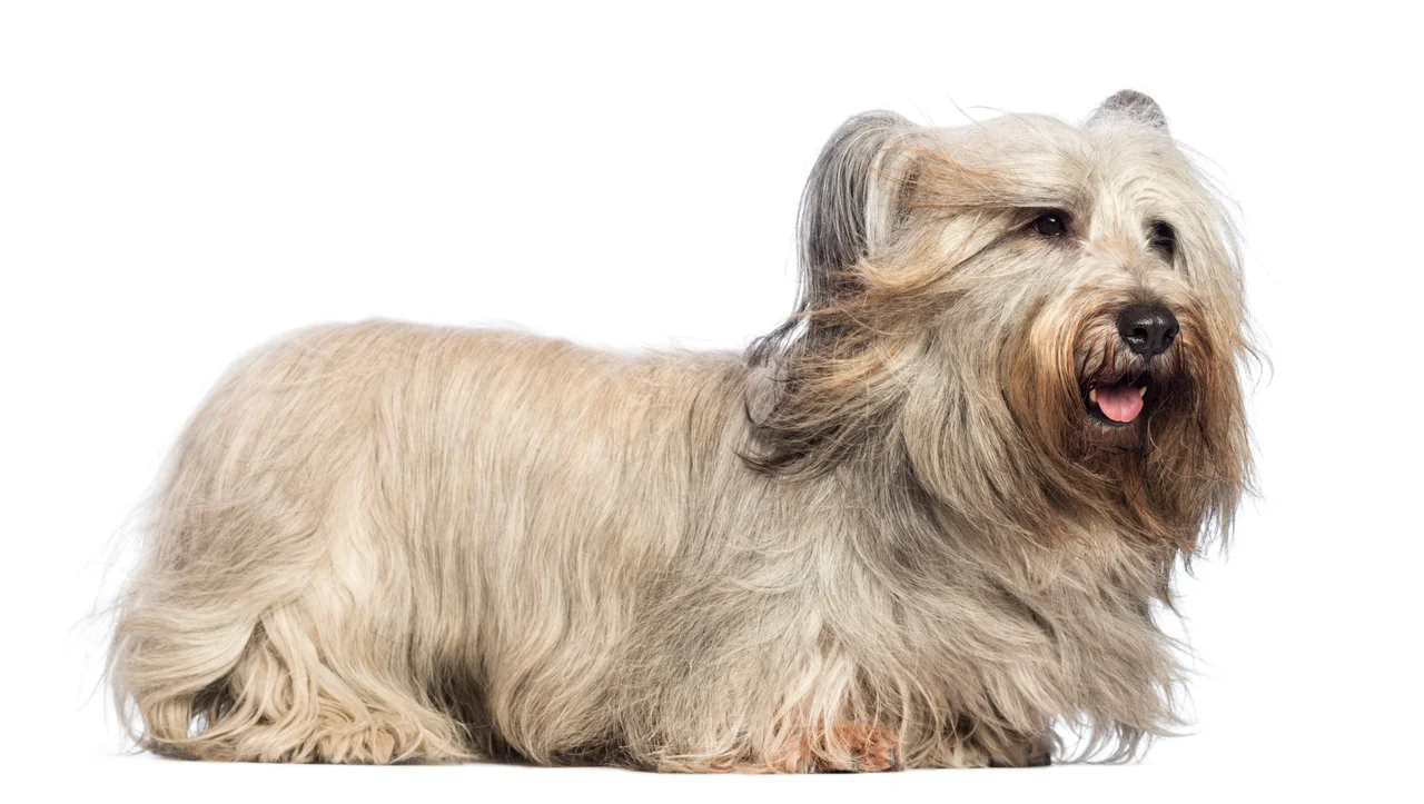 Un Skye Terrier à l'extérieur