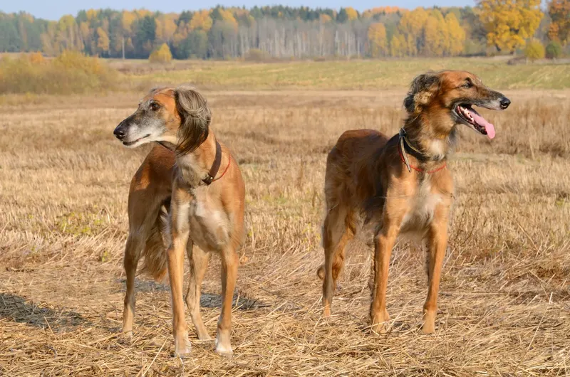 Sloughi