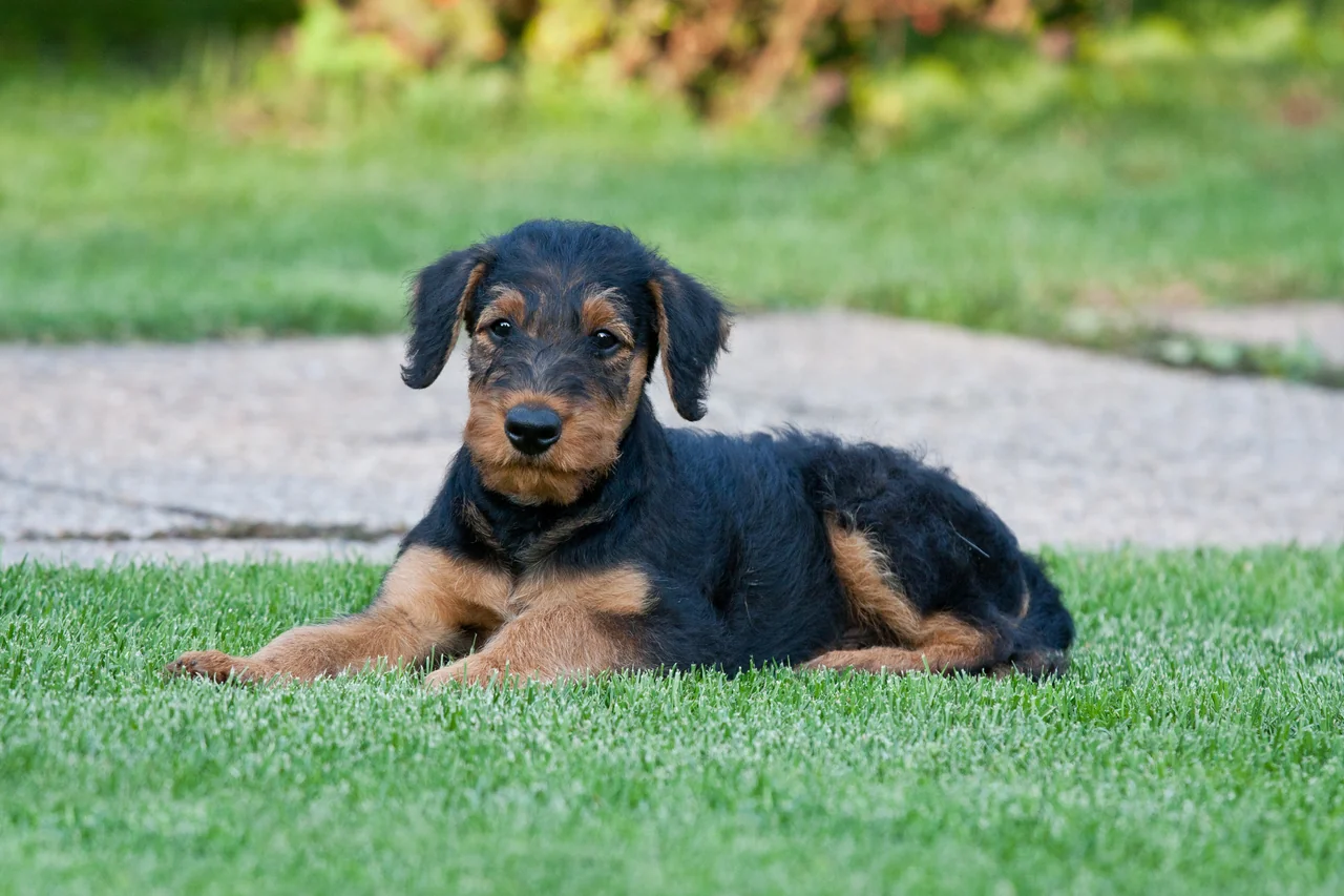 Un chiot Airedale Terrier découvre son environnement