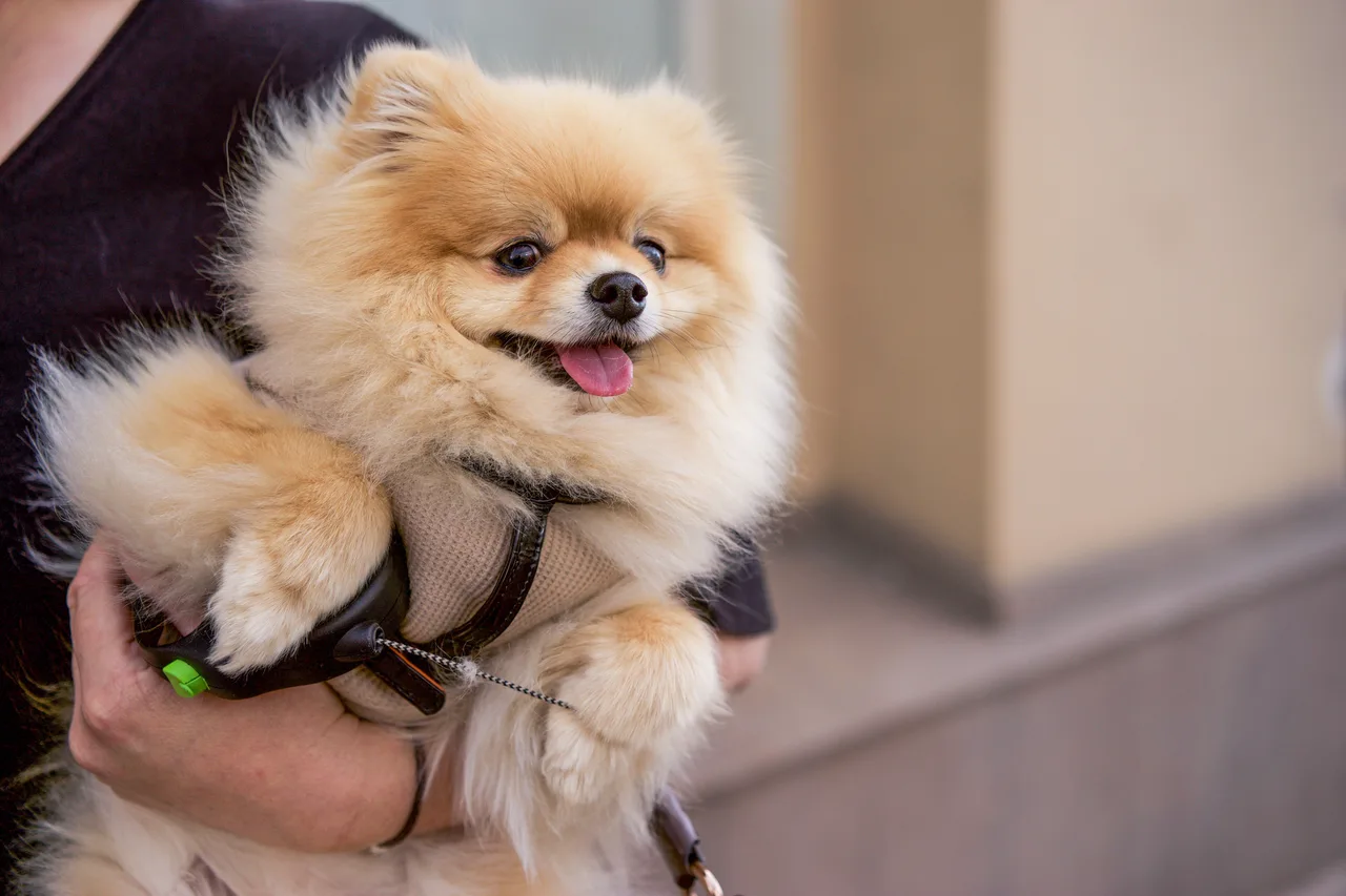 Iemand houdt een kleine pluizige hond veilig in de armen