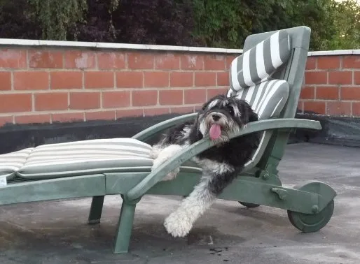 Un Terrier tibétain se repose sur une chaise longue